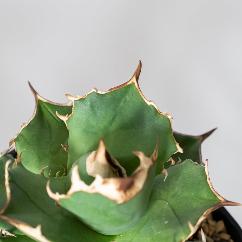 アガベ チタノタ 白犀牛 TC株【発根管理中】シロサイ Agave titanota