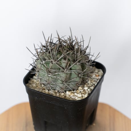 エリオシケ パウキコスタータ 実生 黒冠玉 Eriosyce paucicostata サボテン 多肉植物 珍奇植物 静岡 ANTIDOTE 通販 S1720