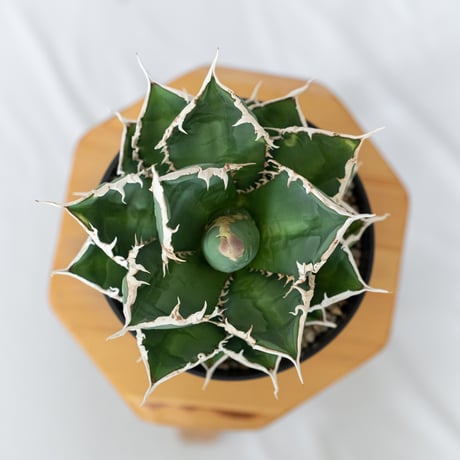 アガベ チタノタ 狼人 大株 Agave titanota Werewolf  多肉植物 珍奇植物 静岡 ANTIDOTE 通販 S1577