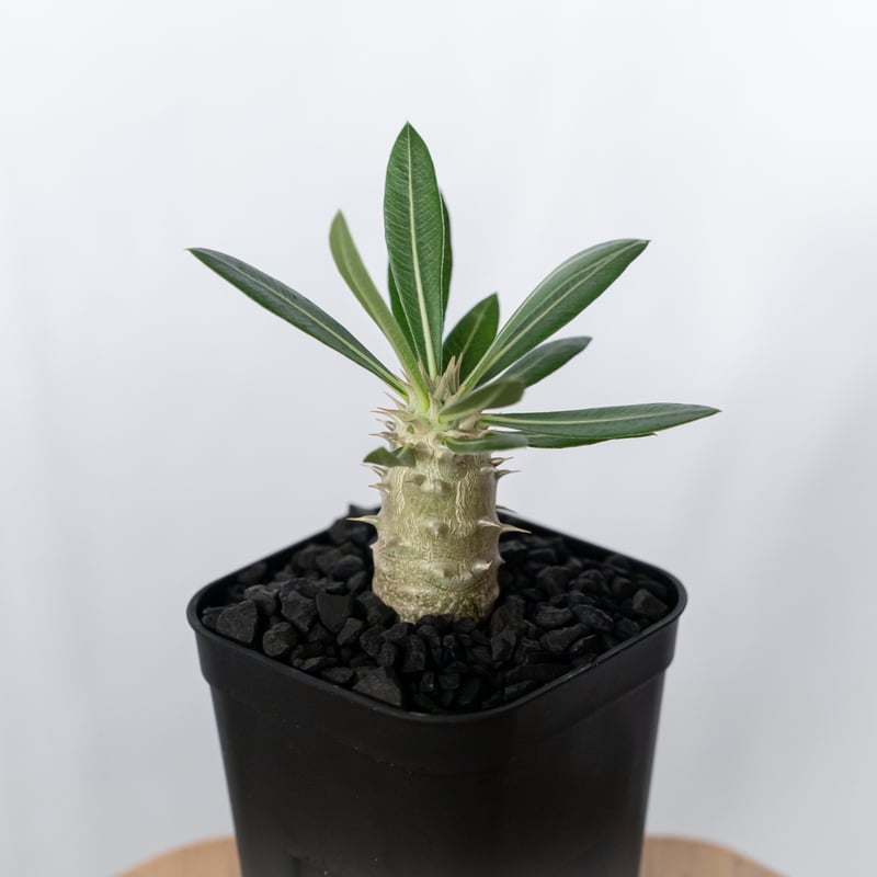 パキポディウム ホロンベンセ 実生 Pachypodium horombense 塊根植物 コ
