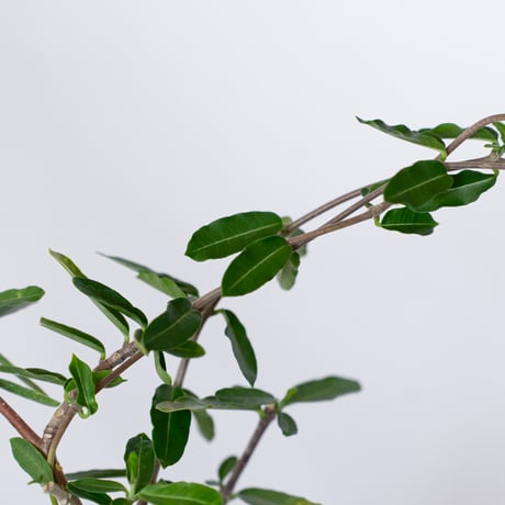 フォッケア エデュリス 火星人 実生 Fockea edulis コーデックス 塊根植物 多肉植物 観葉植物 静岡 ANTIDOTE 通販 S1533