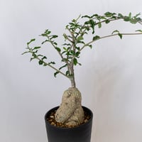 フォッケア エデュリス 火星人 実生 Fockea edulis コーデックス 塊根植物 多肉植物 観葉植物 静岡 ANTIDOTE 通販 S1534