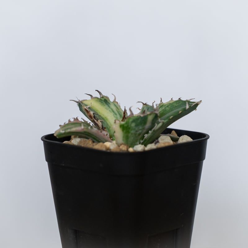 アガベ チタノタ 白鯨 縞斑 白鯨錦 TC株 Agave titanota White Wha