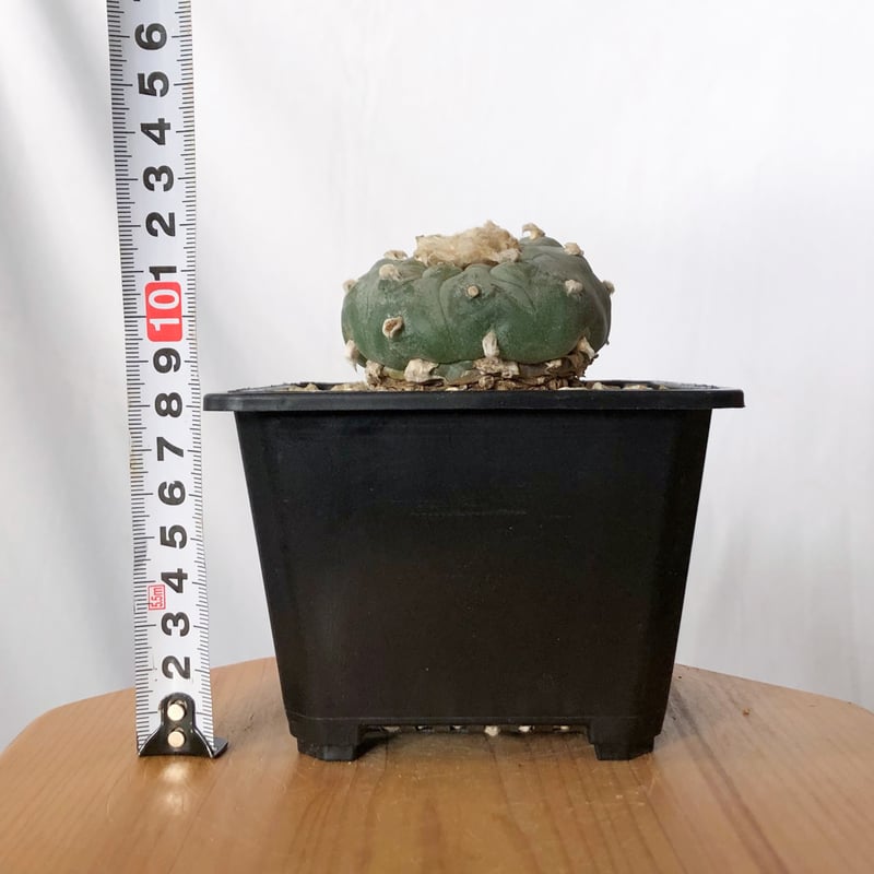 ロフォフォラ 銀冠玉 実生 lophophora williamsii var.decipie