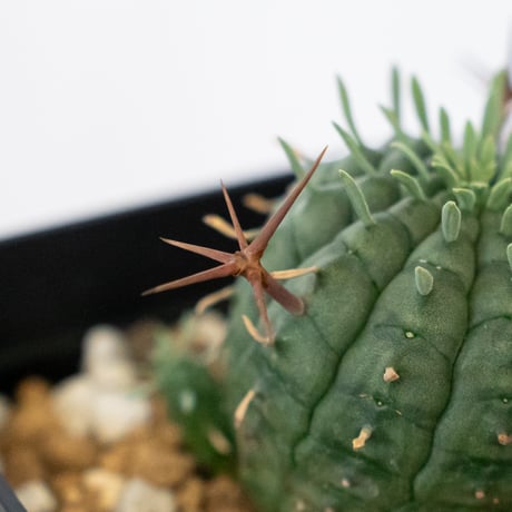 ユーフォルビア 群星冠 実生 Euphorbia stellispina 多肉植物 珍奇植物 静岡 ANTIDOTE 通販 S1629