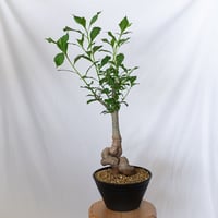 バオバブの木 アダンソニア・ディギタータ 実生 Baobab Adansonia Digitata コーデックス 塊根植物 多肉植物 観葉植物 星の王子さま 静岡 ANTIDOTE 通販 S1536