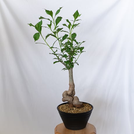 baobab | STORES