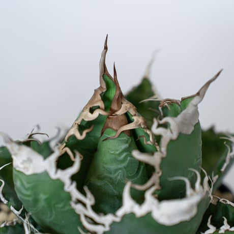 アガベ チタノタ 悪魔くん錦 大株 TC株 Agave titanota Bakemono 多肉植物 珍奇植物 静岡 通販 ANTIDOTE S1557