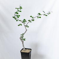 コミフォラ オルビクラリス 実生 Commiphora monstruosa 灌木コーデックス 多肉植物 観葉植物 珍奇植物 静岡 ANTIDOTE 通販 S1570