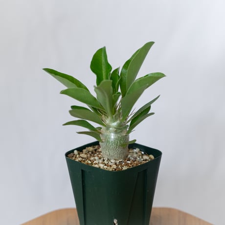パキポディウム サウンデルシー 実生 白馬城 Pachypodium saundersii 塊根植物 コーデックス 多肉植物 珍奇植物 静岡 ANTIDOTE 通販 S1604