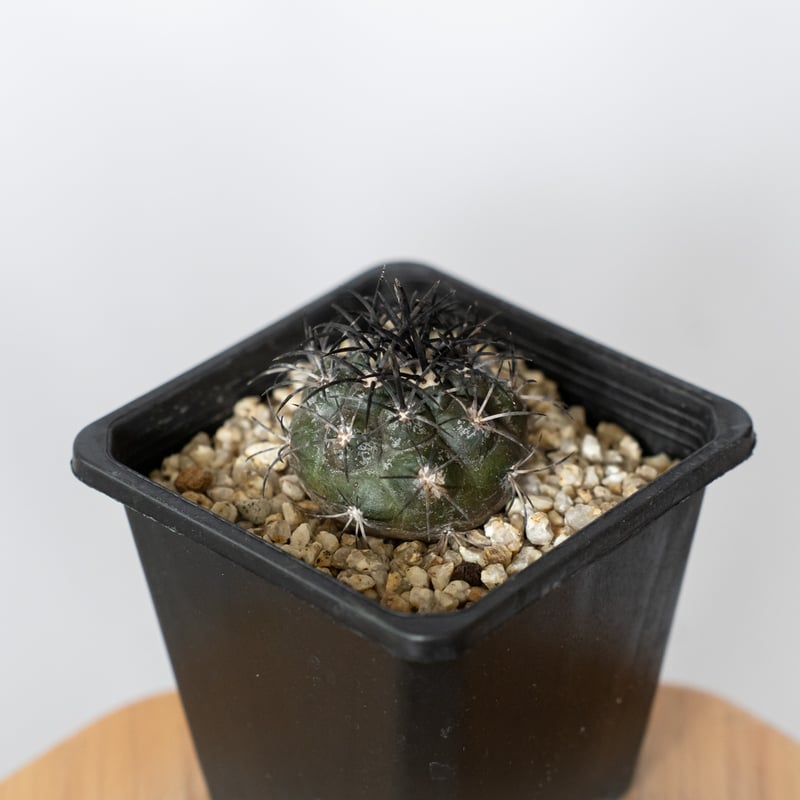 コピアポア グリセオビオラセア 実生 Copiapoa griseoviolacea サボテ