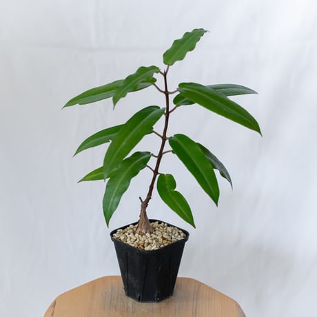 ペトペンチア ナタレンシス 実生 Petopentia natalensis 塊根植物 コーデックス 多肉植物 珍奇植物 静岡 ANTIDOTE 通販 S1601