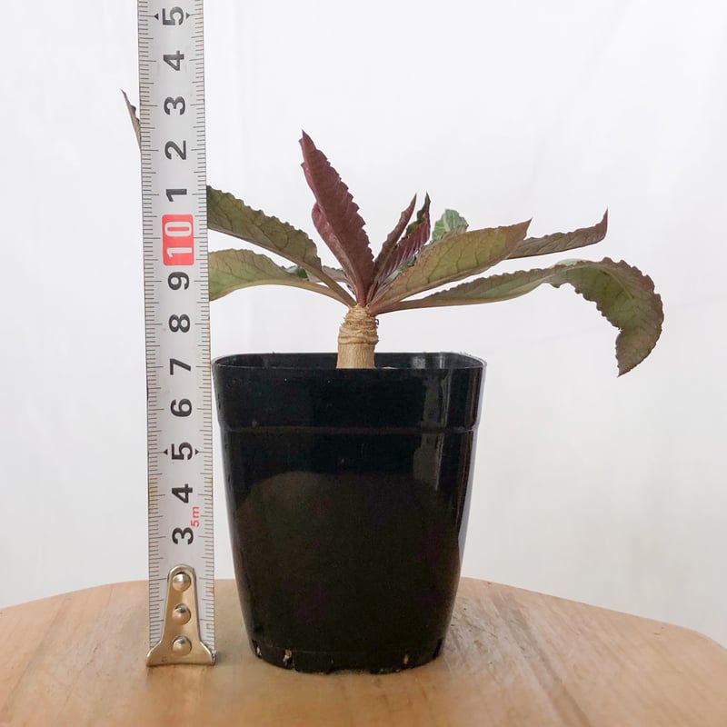 ユーフォルビア ハイブリッド 実生 ラバティー×クレメルシー Euphorbia