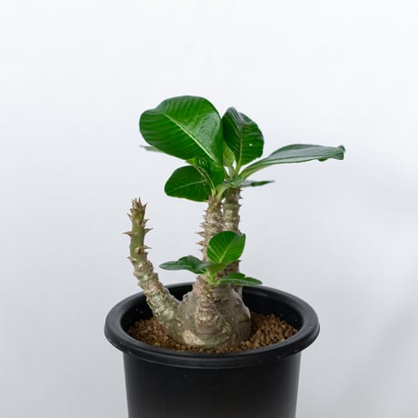 パキポディウム ウィンゾリー 実生 pachypodhium Windsorii 塊根植物 多肉植物 珍奇植物 静岡 ANTIDOTE 通販 S1709