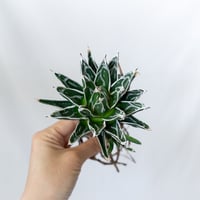 アガベ 姫笹の雪 OC株 ベアルート Agave victoriae-reginae 多肉植物 珍奇植物 静岡 通販 ANTIDOTE S1610