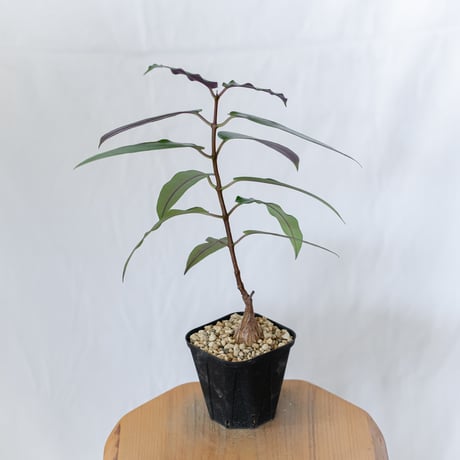 ペトペンチア ナタレンシス 実生 Petopentia natalensis 塊根植物 コーデックス 多肉植物 珍奇植物 静岡 ANTIDOTE 通販 S1601
