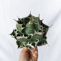 ★期間限定★美株★アガベ チタノタ 魔丸 OC株 ベアルート agave titanota imps 多肉植物 珍奇植物 ANTIDOTE 通販 S1732