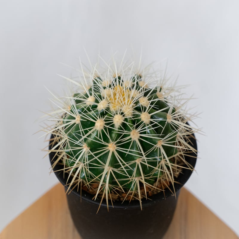 エキノカクタス 金鯱 実生 Golden ball cactus サボテン 多肉植物 珍奇