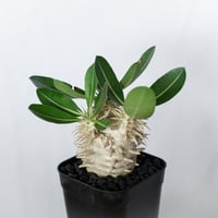 パキポディウム エブレネウム 実生 Pachypodium eburneum 塊根植物 コーデックス 多肉植物 珍奇植物 静岡 ANTIDOTE 通販 S1742
