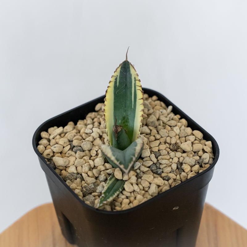 アガベ チタノタ 悪魔くん錦 斑入り TC株 Agave titanota Bakemono