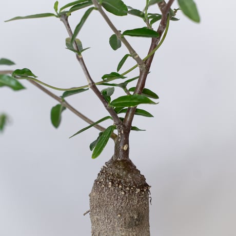 フォッケア エデュリス 火星人 実生 Fockea edulis コーデックス 塊根植物 多肉植物 観葉植物 静岡 ANTIDOTE 通販 S1533