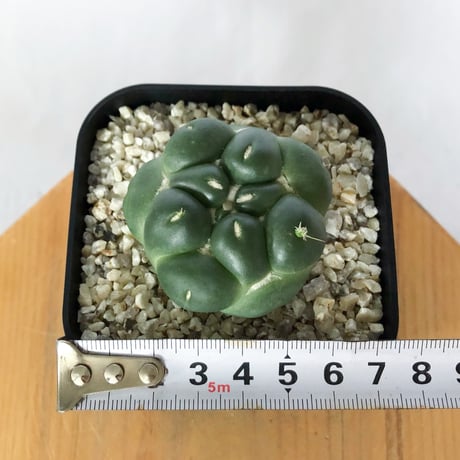 コリファンタ 刺無象牙丸 実生 Coryphantha elephantidens サボテン 多肉植物 珍奇植物 静岡 ANTIDOTE 通販 S1718