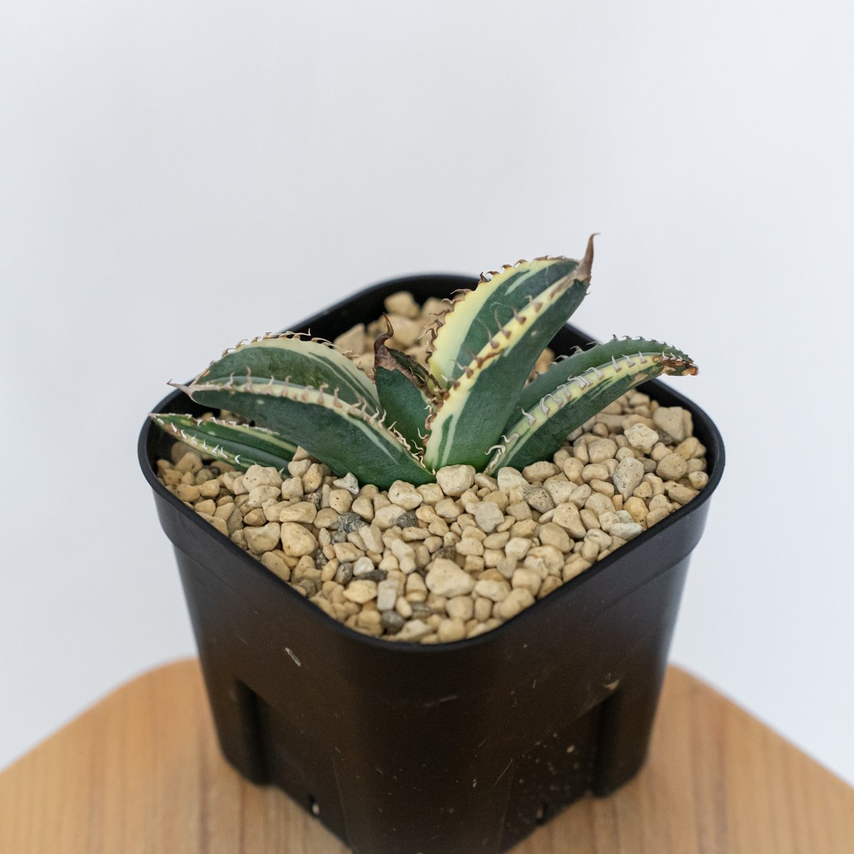 アガベ チタノタ 悪魔くん錦 斑入り TC株 Agave titanota Bakemono