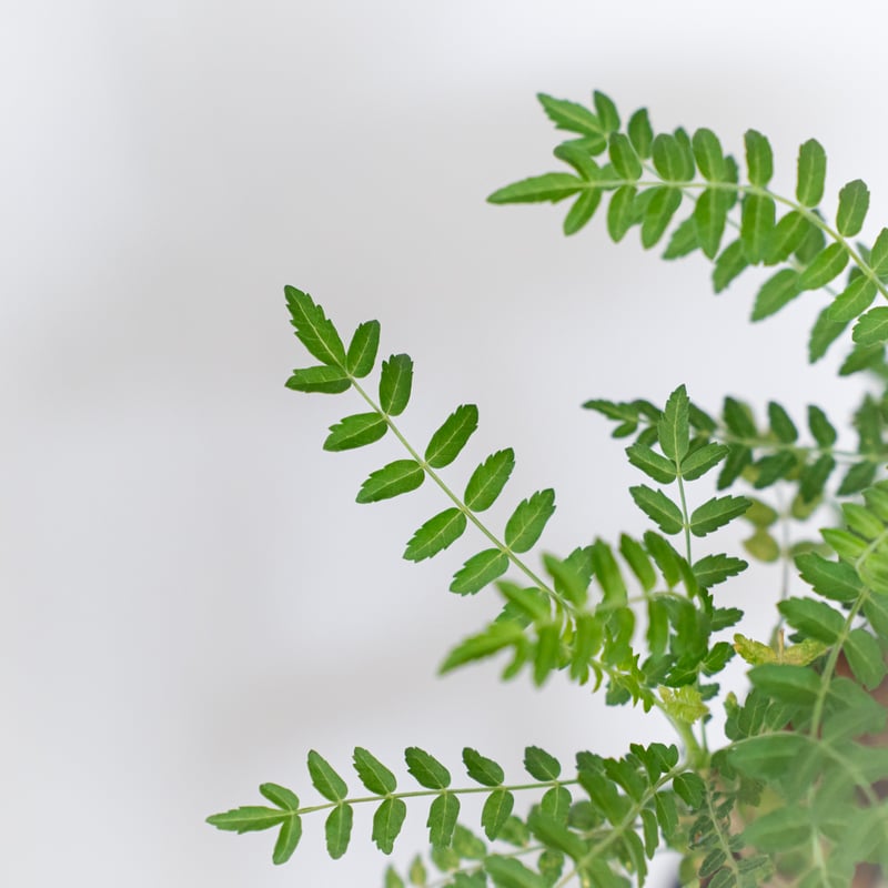 ボスウェリア ネグレクタ 実生 Boswellia neglecta 多肉植物 珍奇植物