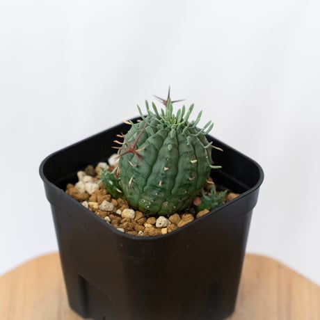 ユーフォルビア 群星冠 実生 Euphorbia stellispina 多肉植物 珍奇植物 静岡 ANTIDOTE 通販 S1629