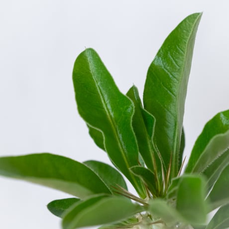 パキポディウム サウンデルシー 実生 白馬城 Pachypodium saundersii 塊根植物 コーデックス 多肉植物 珍奇植物 静岡 ANTIDOTE 通販 S1604