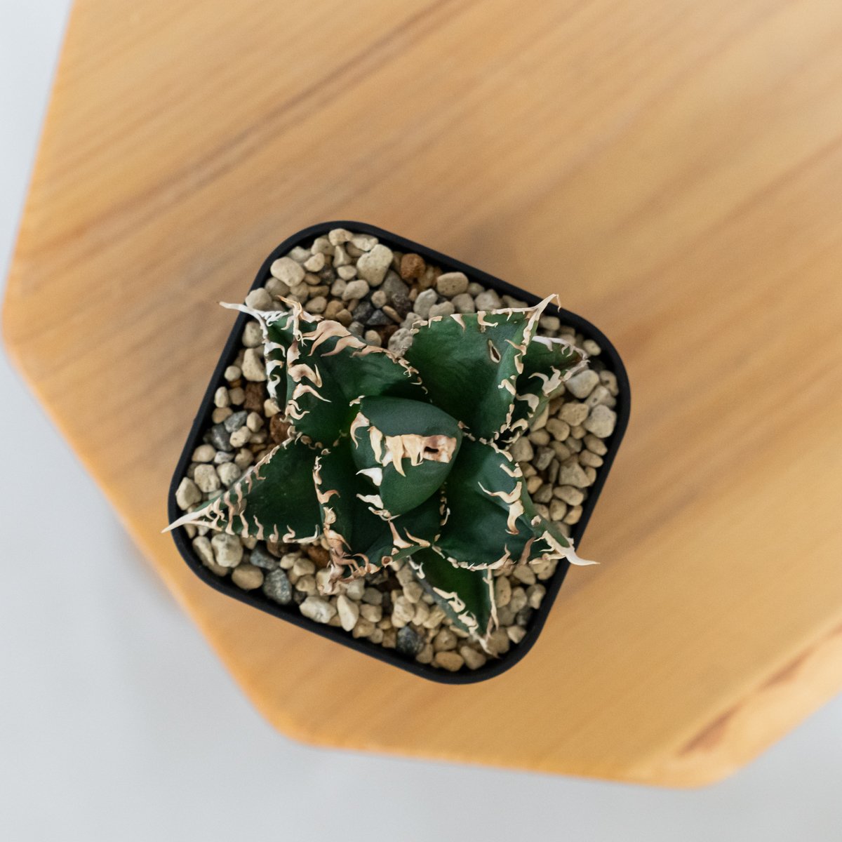 アガベ チタノタ 金剛 OC株【発根管理中】Agave titanota adamantine