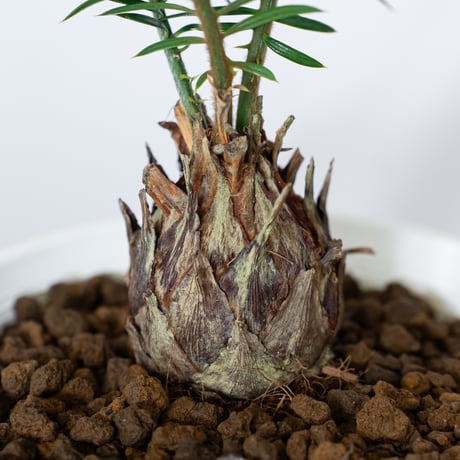 ソテツ 実生 Cycas revoluta 観葉植物 インテリアグリーン 庭木 静岡 ANTIDOTE 通販 S1552