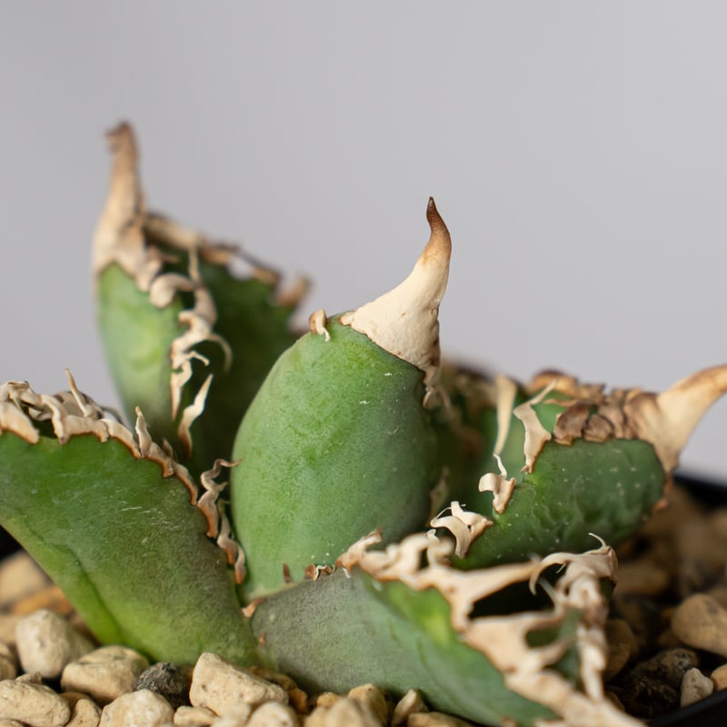 アガベ チタノタ 白幽霊 TC株【発根管理中】agave titanota white gho