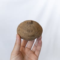 ステファニア エレクタ Stephania erecta ベアルート 多肉植物 珍奇植物 静岡 ANTIDOTE 通販 S1616