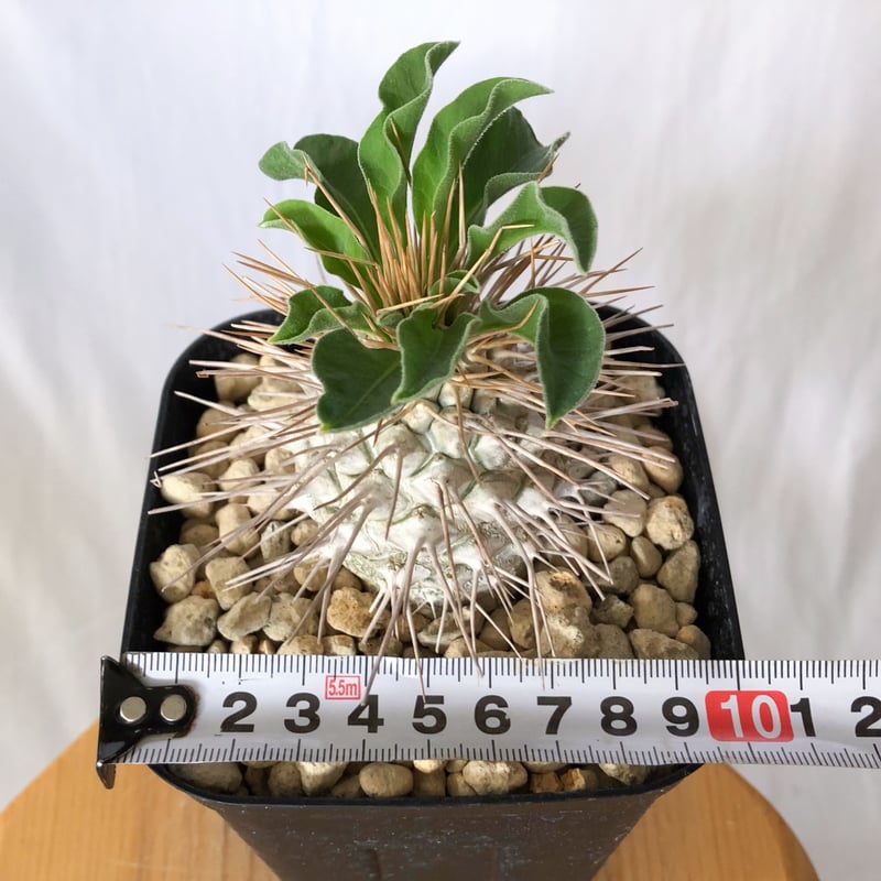 パキポディウム ナマクアナム 光堂 実生 Pachypodium namaquanum 塊根植