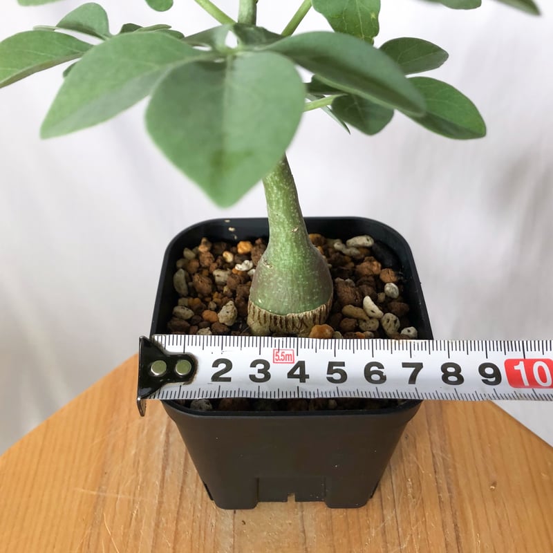 アデニア グラウカ 幻蝶かずら 実生 Adenia glauca 塊根植物