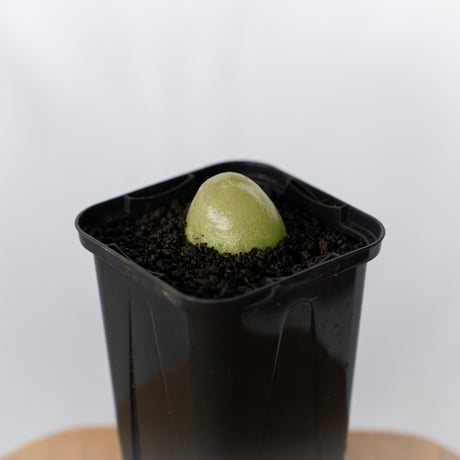 コノフィツム ブルゲリ Conophytum burgeri 多肉植物 珍奇植物 静岡 ANTIDOTE 通販 S1704