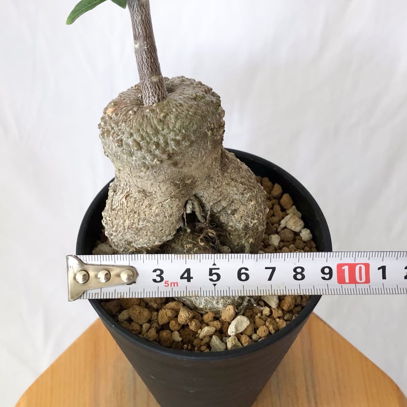 フォッケア エデュリス 火星人 実生 Fockea edulis コーデックス 塊根