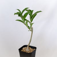 バオバブの木 アダンソニア・ディギタータ 実生 Baobab Adansonia Digitata コーデックス 塊根植物 多肉植物 観葉植物 星の王子さま 静岡 ANTIDOTE 通販 S1537
