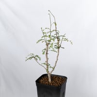 コミフォラ プラニフロンス 実生 Commiphora planifrons 灌木コーデックス 多肉植物 観葉植物 珍奇植物 静岡 ANTIDOTE 通販 S1689