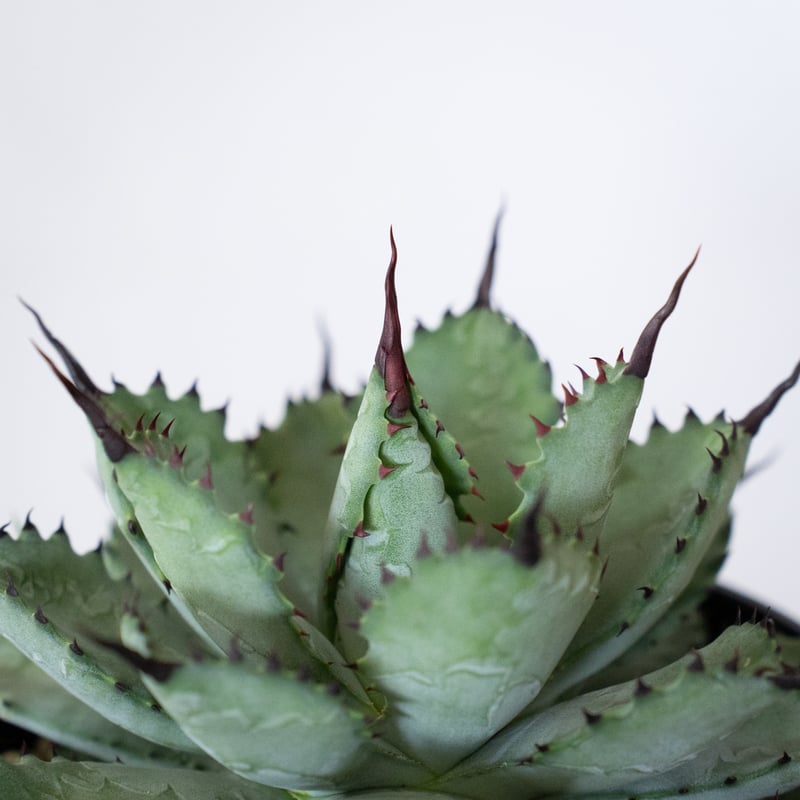 アガベ 曲棘八荒雷神 曲棘八雷 大株 Agave macroacantha × potator