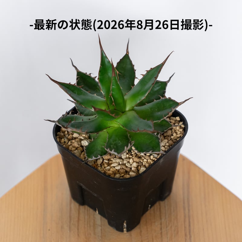 アガベ 姫ホリダ OC株 Agave horrida 多肉植物 珍奇植物 静岡 ANTIDOT