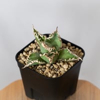 アガベ チタノタ 白幽霊 TC株【発根管理中】agave titanota white ghost 多肉植物 珍奇植物 静岡 ANTIDOTE 通販 S1526