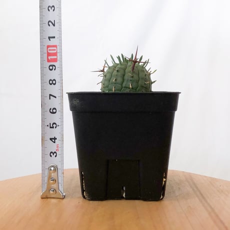 ユーフォルビア 群星冠 実生 Euphorbia stellispina 多肉植物 珍奇植物 静岡 ANTIDOTE 通販 S1629