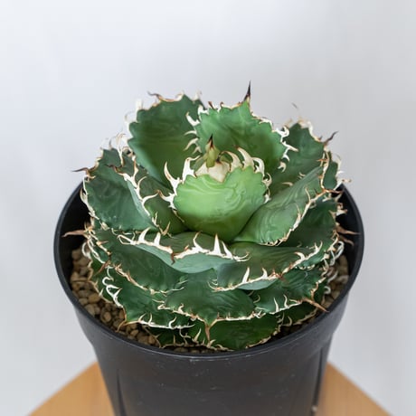アガベ チタノタ フィリグリー 大株 OC株 agave titanota filigree 多肉植物 珍奇植物 静岡 ANTIDOTE 通販 S1560