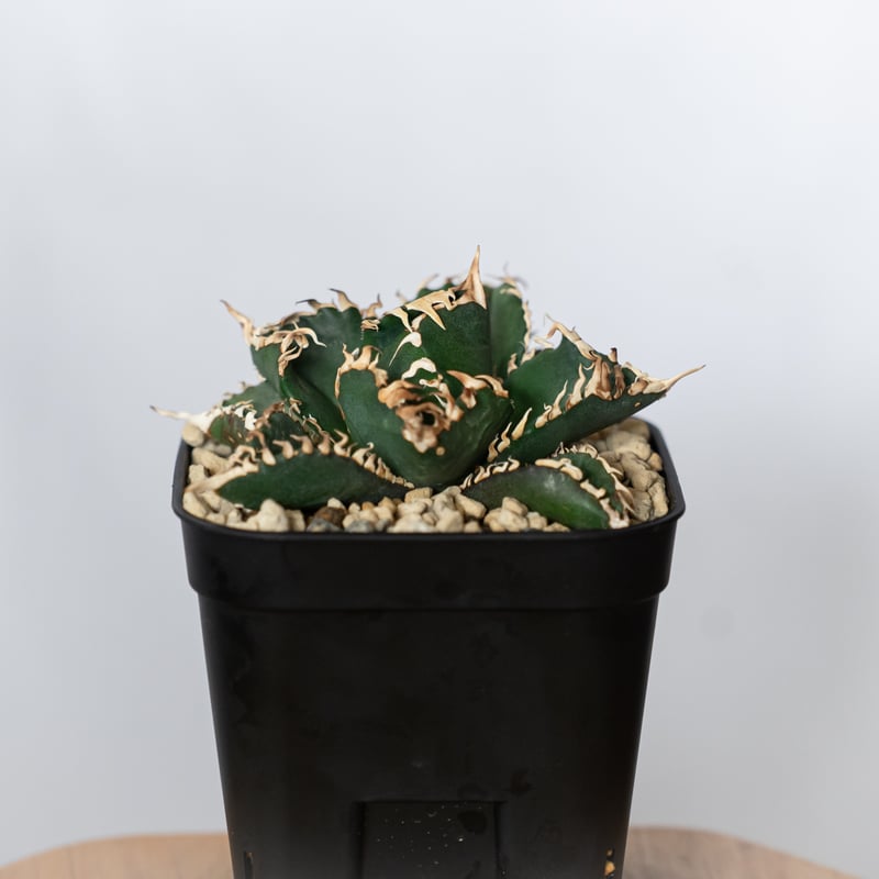 アガベ チタノタ 金剛 OC株【発根管理中】Agave titanota adamantine