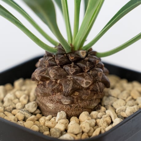 鉄甲丸 ユーフォルビア ブプレウリフォリア 実生 Euphorbia bupleurifolia 多肉植物 珍奇植物 静岡 ANTIDOTE 通販 S1542