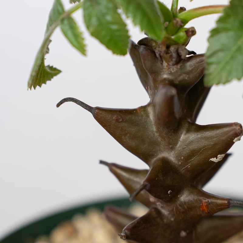 ベイセリア メキシカーナ 実生 Beiselia mexicana 塊根植物 多肉植物