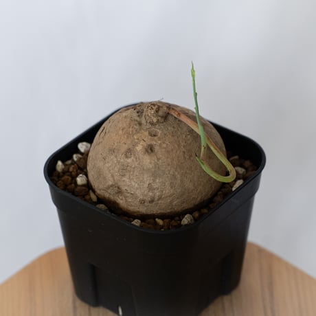 ステファニア エレクタ 実生 Stephania erecta 塊根植物 コーデックス 多肉植物 珍奇植物 静岡 ANTIDOTE 通販 S1547