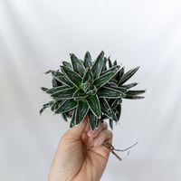 アガベ 姫笹の雪 OC株 ベアルート Agave victoriae-reginae 多肉植物 珍奇植物 静岡 通販 ANTIDOTE S1611